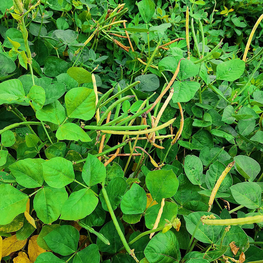 California Blackeye Cowpeas – Garden Vegetable Seeds
