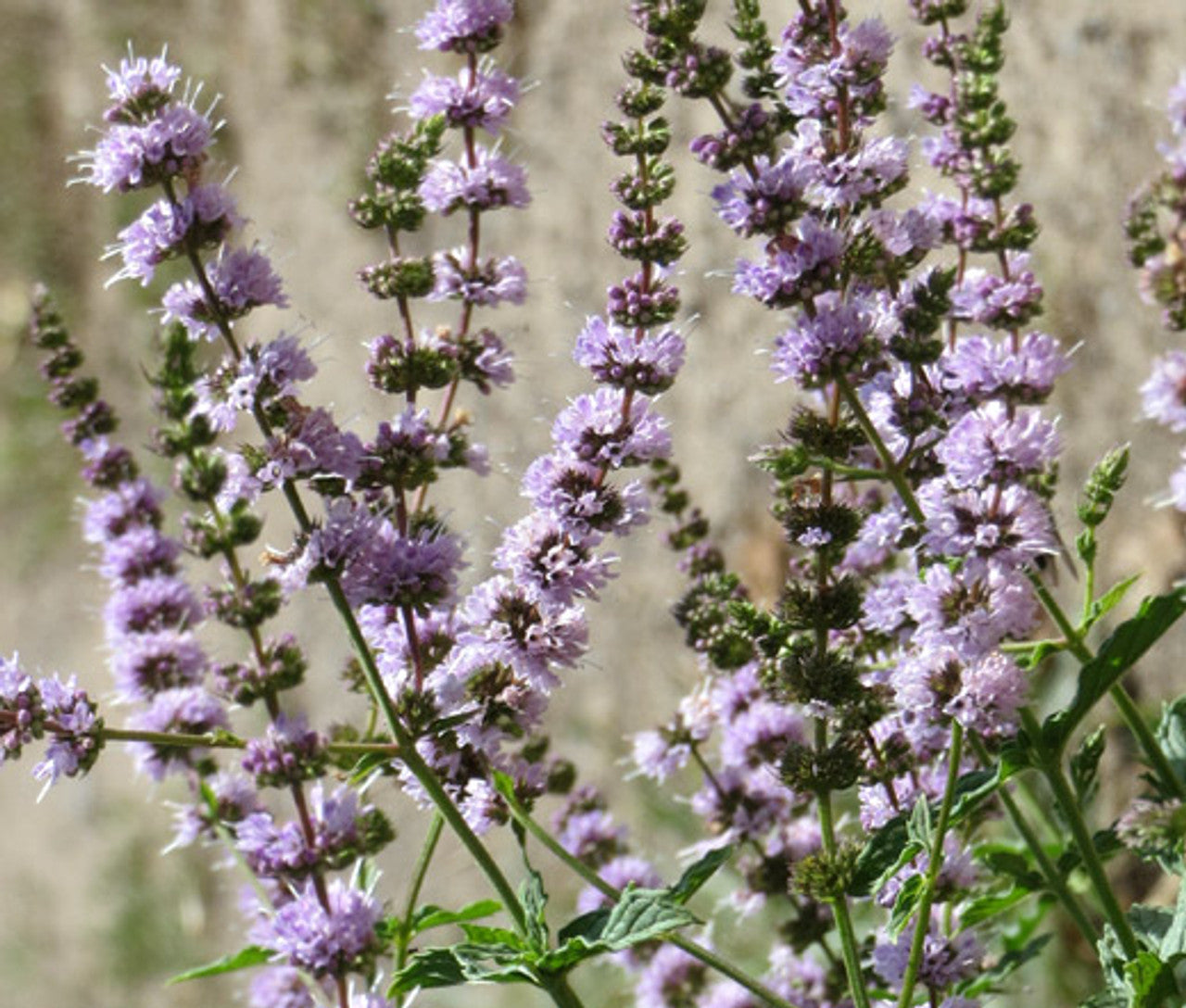 Spearmint Mentha Spicata – Fragrant Herb Seeds