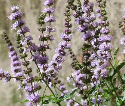 Spearmint Mentha Spicata – Fragrant Herb Seeds