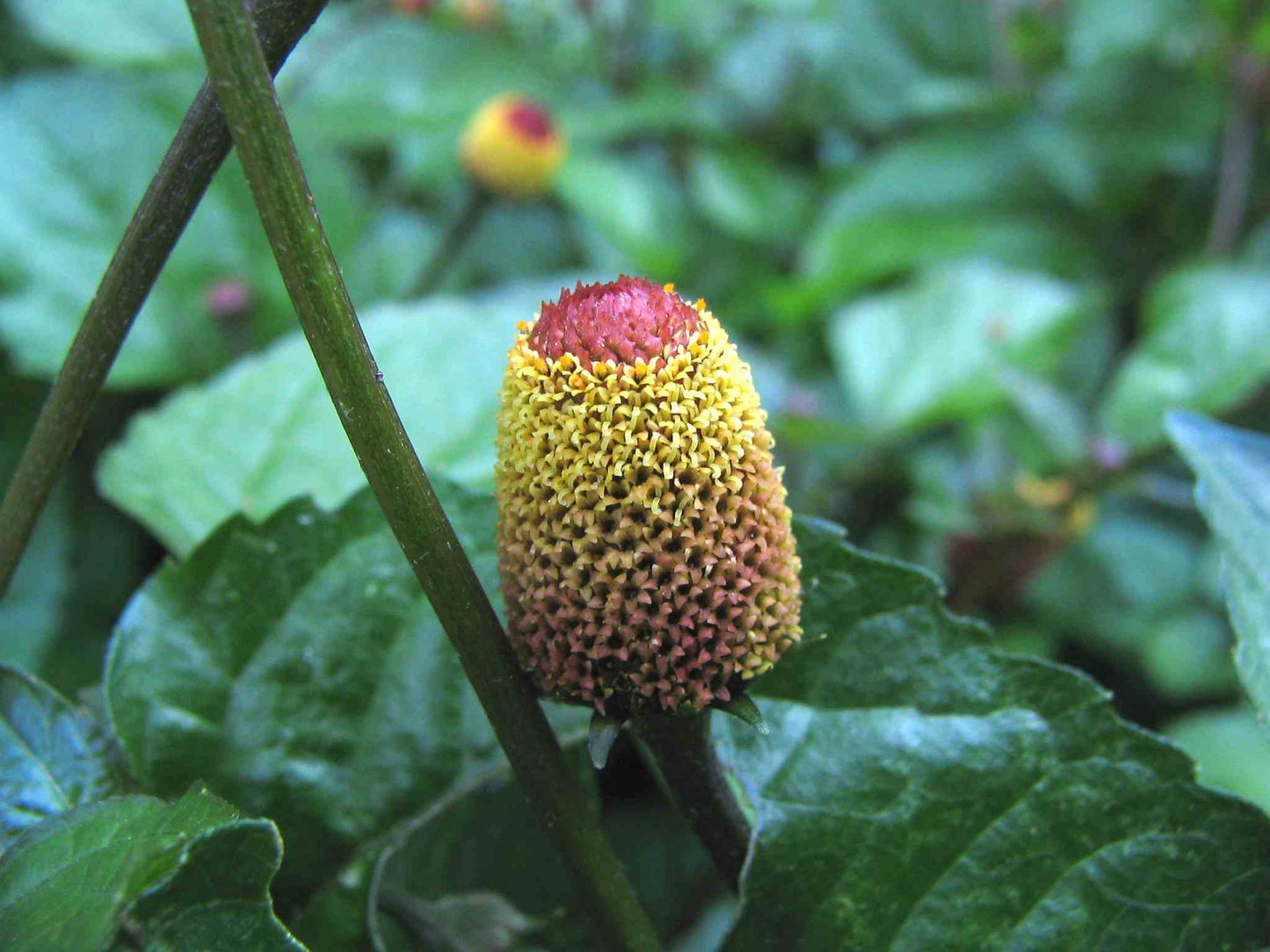 Toothache Herb Spilanthes – Flowering Culinary Herb Seeds