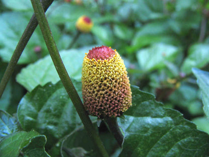 Toothache Herb Spilanthes – Flowering Culinary Herb Seeds