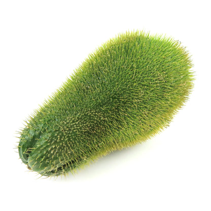 Spiny Chayote Vegetable Seeds – Thorned Green Variety for Home Growing