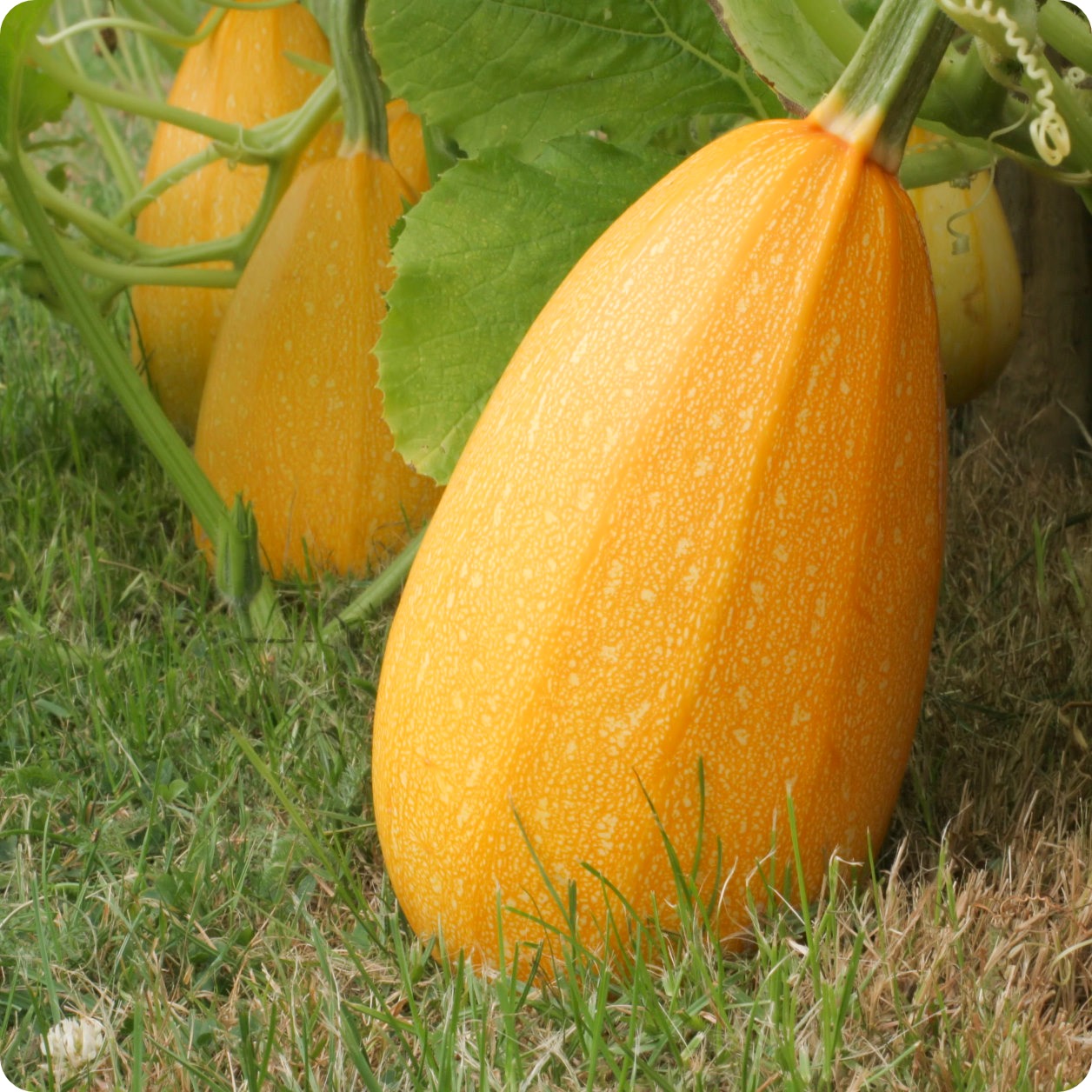 Vegetable Spaghetti Squash Seeds | Non - Garden Vegetable Seeds