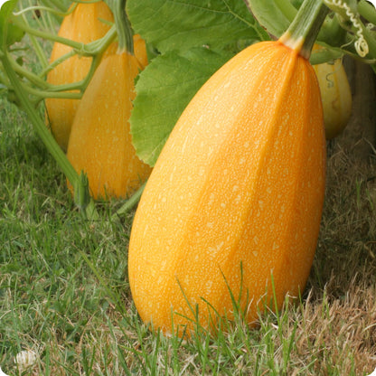 Vegetable Spaghetti Squash Seeds | Non - Garden Vegetable Seeds