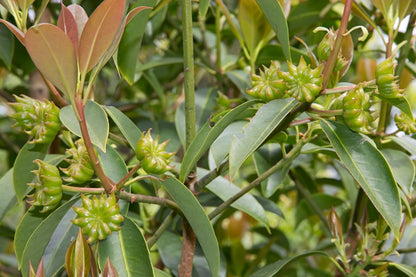 Chinese Star Anise Illicium Verum – Fragrant Shrub Tree Seeds