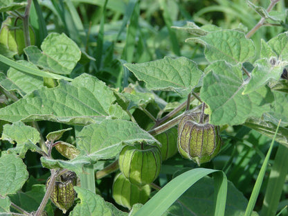 Cape Gooseberry Physalis Peruviana – Edible Fruit Garden Seeds
