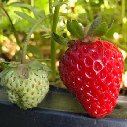 Seascape Strawberry Seeds – Heirloom, Non-GMO, Day-Neutral, High-Yield Variety