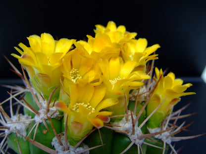 Weingartia Lanata Rebutia Neocumingii – Decorative Cactus Seeds