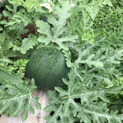 Sugar Baby Watermelon Seeds – Heirloom, Non-GMO, Compact Early Variety