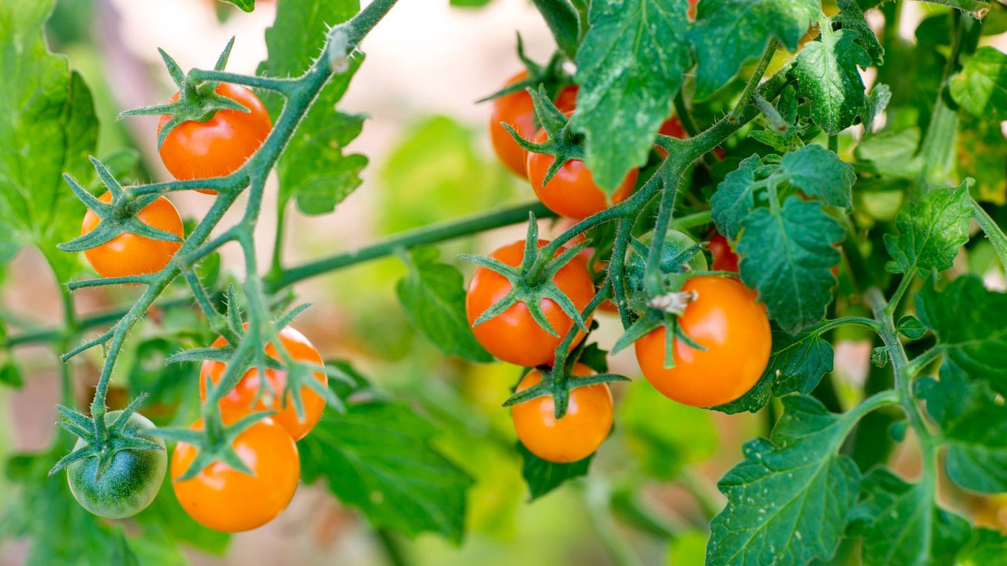 Candy of the Forbidden City Tomato – Heirloom Vegetable Seeds