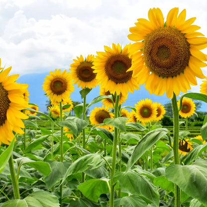 Yellow Sunflower Mammoth – Large Flower Garden Seeds