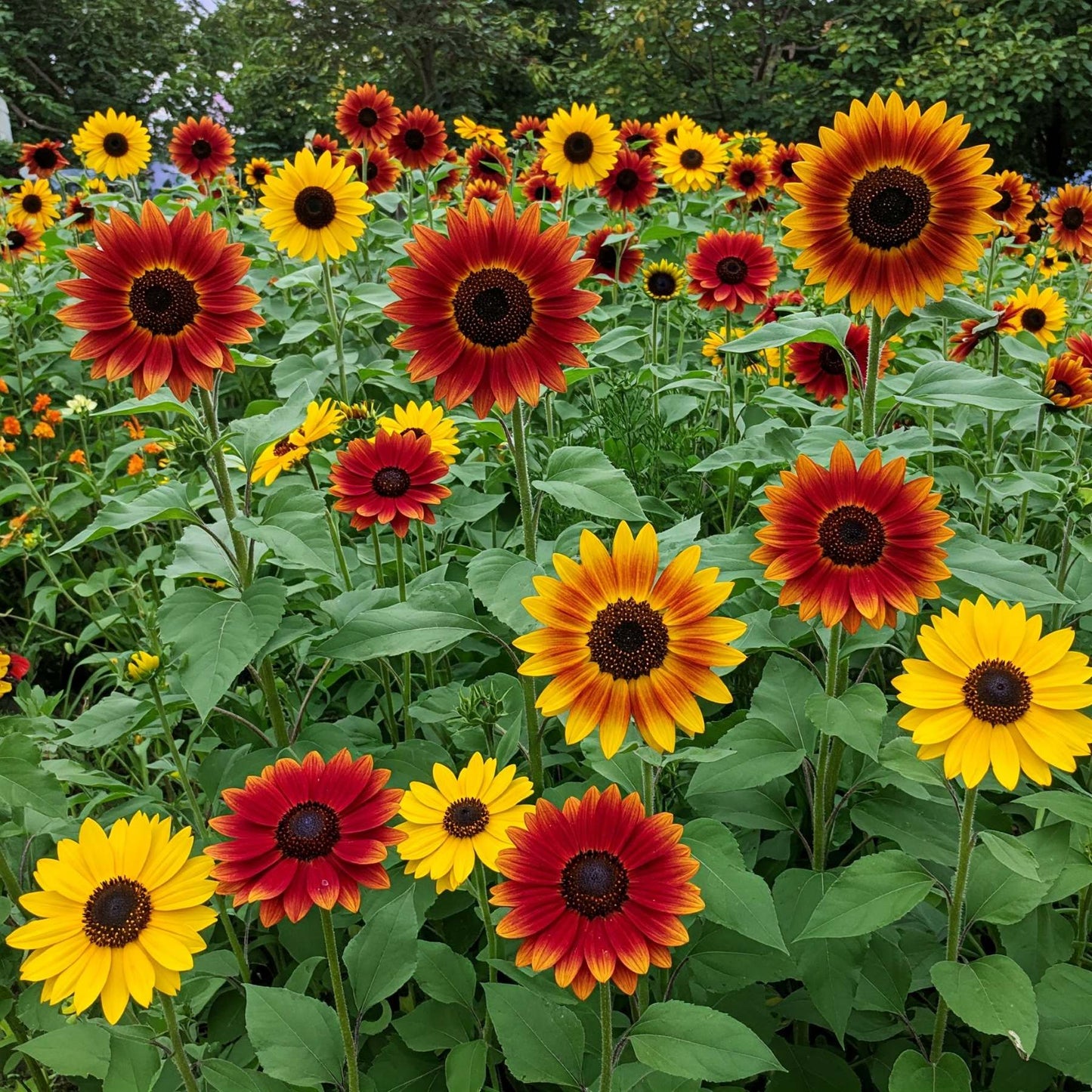 Mardi Gras Mixed Sunflower Pollinator Friendly Garden Seeds