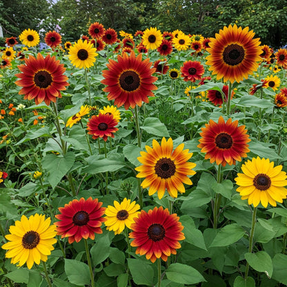 Mardi Gras Mixed Sunflower Pollinator Friendly Garden Seeds