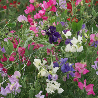 Mammoth Mixed Sweet Pea – Colorful Wildflower Garden Seeds