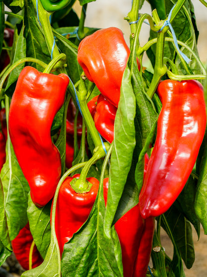 Red Marconi Sweet Pepper – Heirloom Vegetable Garden Seeds
