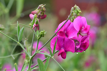 Royal Family Sweet Pea Lathyrus Odoratus – Fragrant Flower Seeds