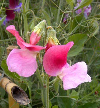 Royal Family Sweet Pea Lathyrus Odoratus – Fragrant Flower Seeds