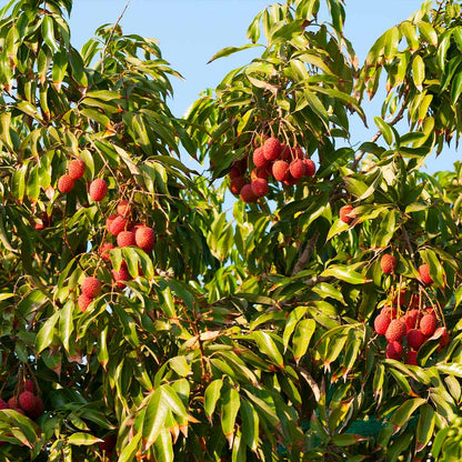 Hak Ip Lychee Seeds – Heirloom, Non-GMO, Premium Tropical Fruit Variety for Planting
