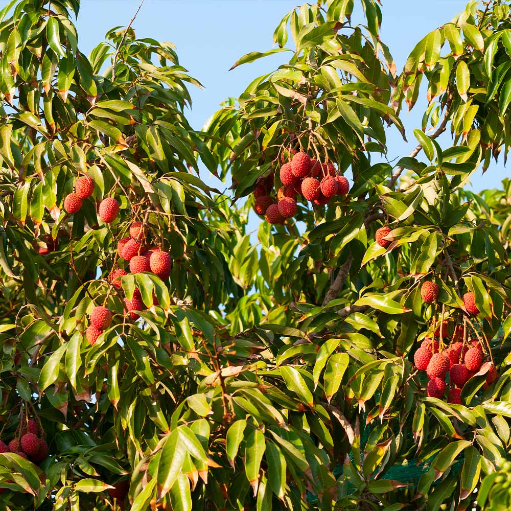 Brewster Lychee Seeds (Litchi chinensis) – Heirloom, Non-GMO, Tropical Fruit Variety