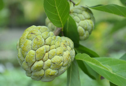 Sugar Apple Annona Squamosa – Tropical Fruit Tree Seeds
