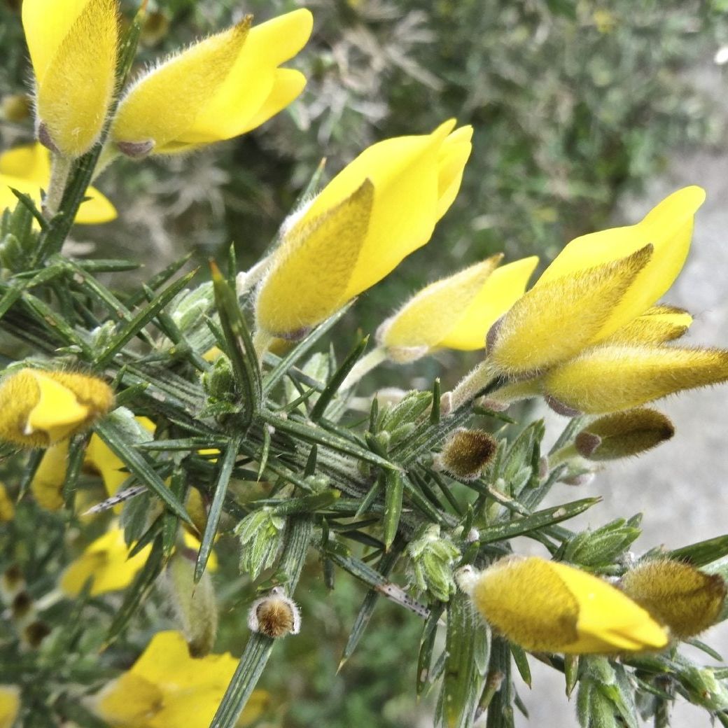 Dwarf Gorse Shrub Seeds (Ulex minor) – Compact Evergreen Shrub, Hardy and Low-Maintenance