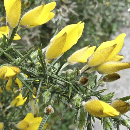 Dwarf Gorse Shrub Seeds (Ulex minor) – Compact Evergreen Shrub, Hardy and Low-Maintenance