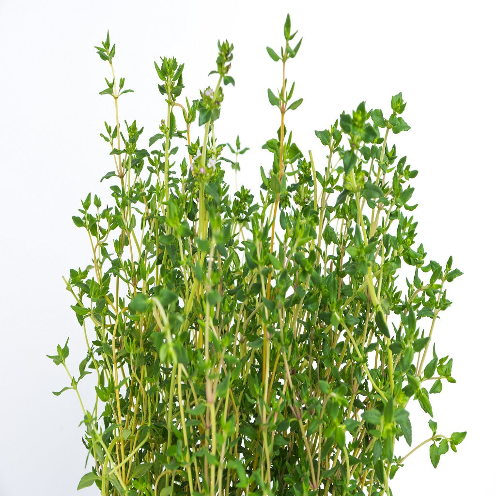 Thyme Thymus Vulgaris – Herb Vegetable Seeds