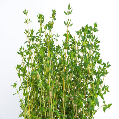 Thyme Thymus Vulgaris – Herb Vegetable Seeds