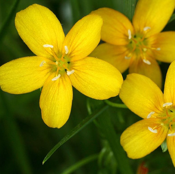 Yellow Claytonia virginica Seeds for Planting – Heirloom, Non-GMO, Spring-Blooming Perennial