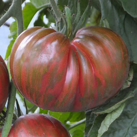 Fred's Tie Dye Tomato – Heirloom Vegetable Garden Seeds