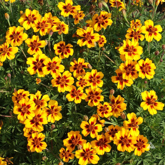 Dainty Marietta French Marigold – Colorful Wildflower Garden Seeds
