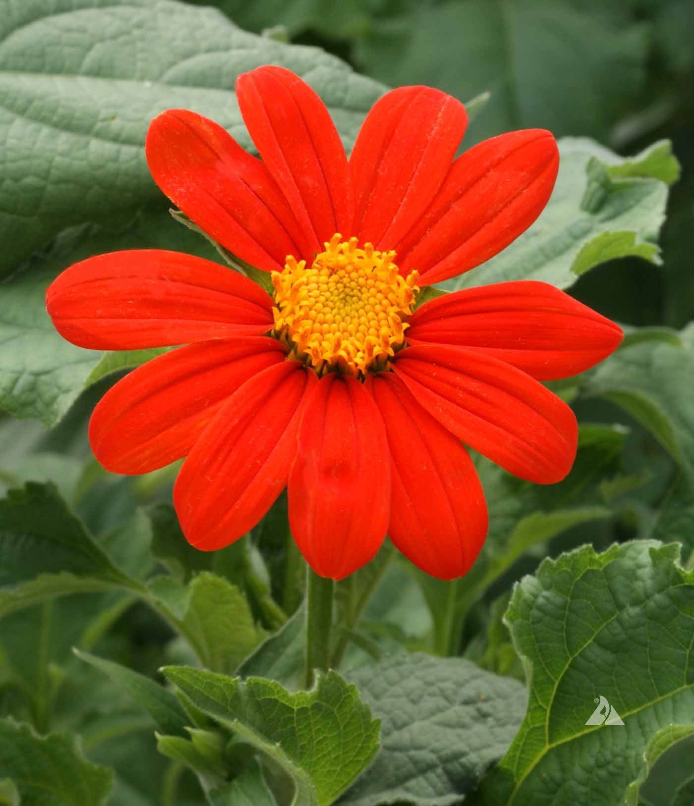 Mexican Sunflower Tithonia – Annual Flower Seeds