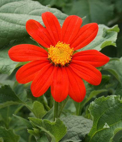Mexican Sunflower Tithonia – Annual Flower Seeds