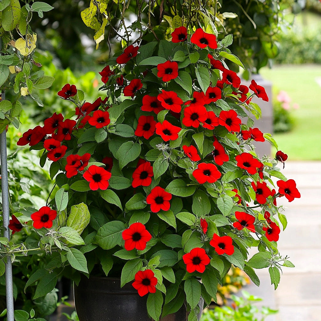 Thunbergia Alata ‘Red Beauty’ Seeds – Heirloom, Non-GMO, Climbing Annual Vine
