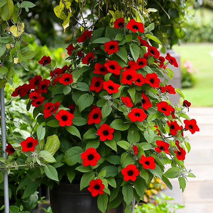 Thunbergia Alata ‘Red Beauty’ Seeds – Heirloom, Non-GMO, Climbing Annual Vine