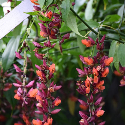 Thunbergia Coccinea Seeds Scarlet Clock Vine Exotic Red Flowering Climber