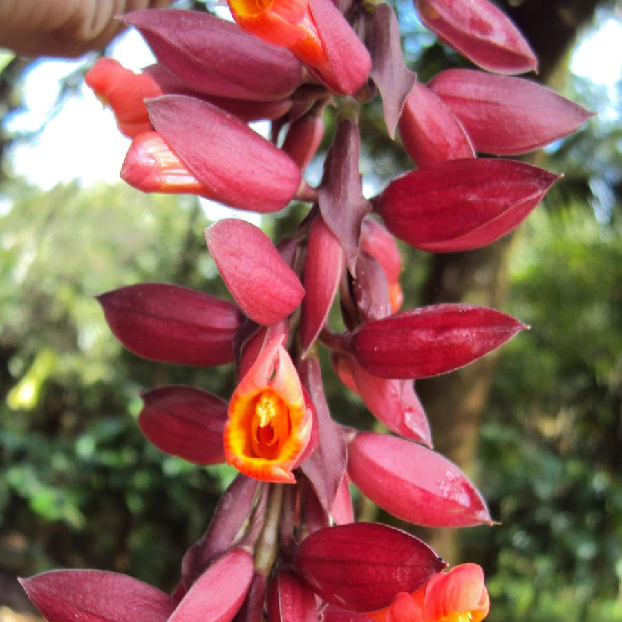 Thunbergia Coccinea Seeds Scarlet Clock Vine Exotic Red Flowering Climber