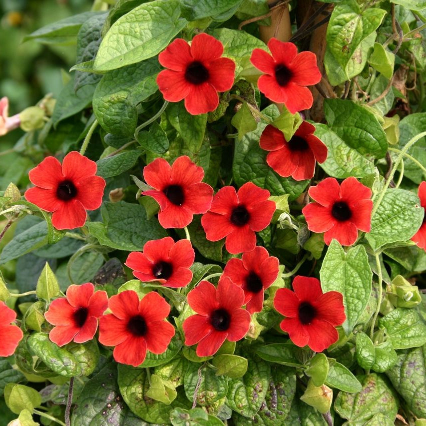 Thunbergia Alata ‘Red Beauty’ Seeds – Heirloom, Non-GMO, Climbing Annual Vine