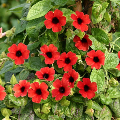Thunbergia Alata ‘Red Beauty’ Seeds – Heirloom, Non-GMO, Climbing Annual Vine