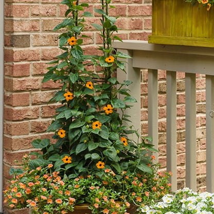 Thunbergia (Black-Eyed Susan Vine) Climbing Plant Seeds for Planting – Heirloom, Non-GMO, Easy to Grow, Annual Vine