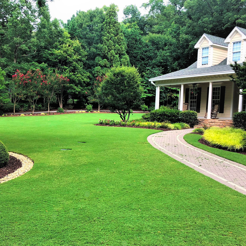 Bermuda Grass Seeds Cynodon Dactylon Fast-Growing Lawn Grass Drought & Heat Tolerant Turf