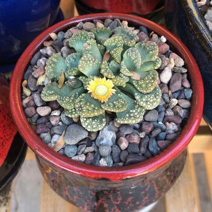 Titanopsis Calcarea – Succulent Garden Plant Seeds