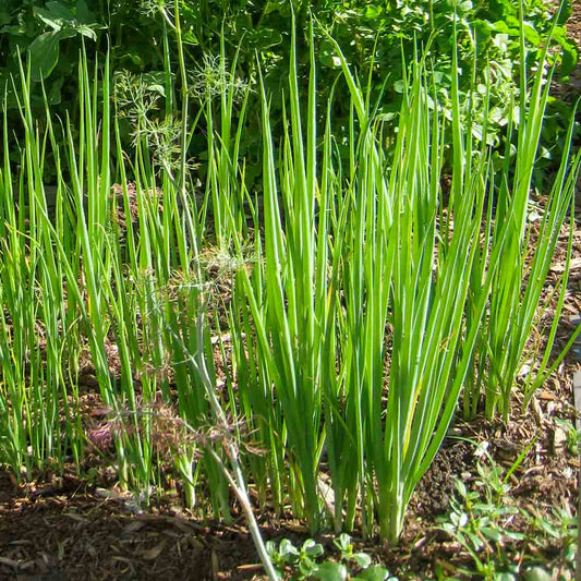 Tokyo White Bunching – Garden Vegetable Seeds