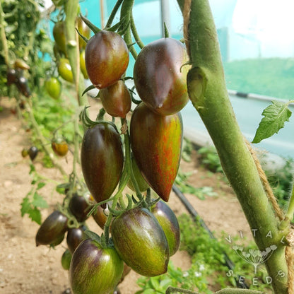 Brad’s Atomic Grape Tomato – Hardy Vegetable Garden Seeds