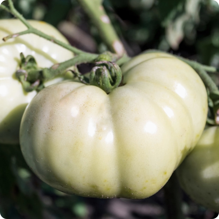 Great White Tomato – Garden Vegetable Seeds