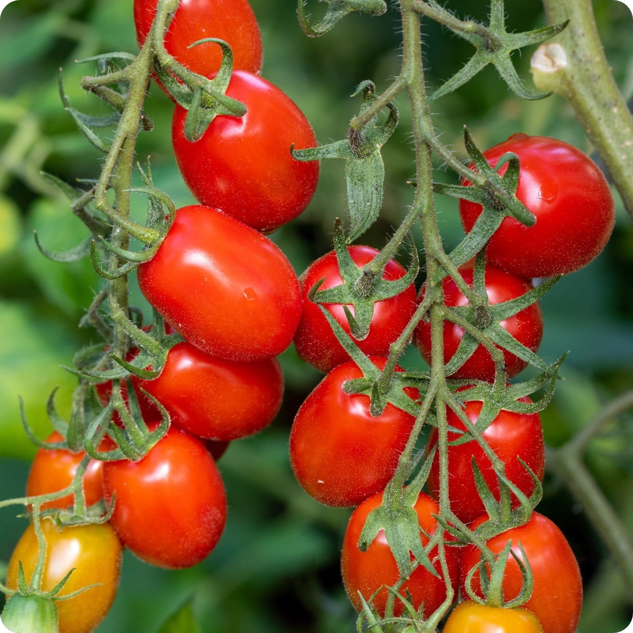 Roma Tomato – Heirloom Vegetable Seeds