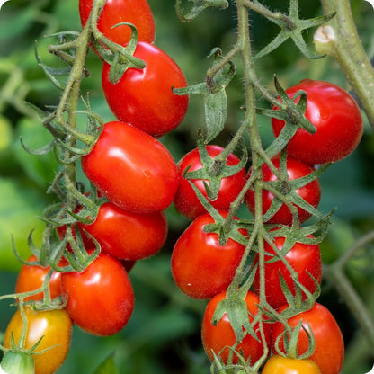 Roma Tomato – Heirloom Vegetable Seeds