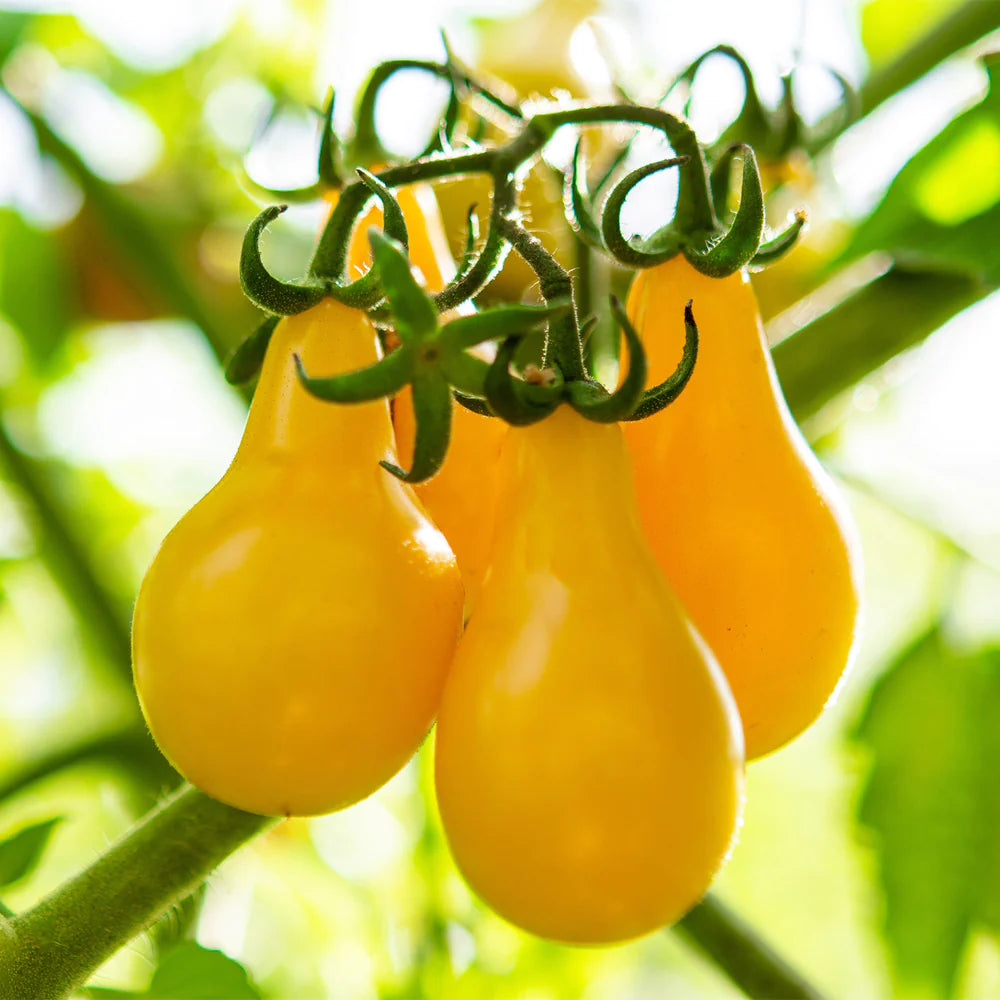 Yellow Pear Tomato – Heirloom Vegetable Seeds