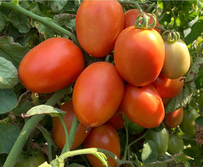 Yugoslavian Tomato Seeds – Vegetable Garden Seeds
