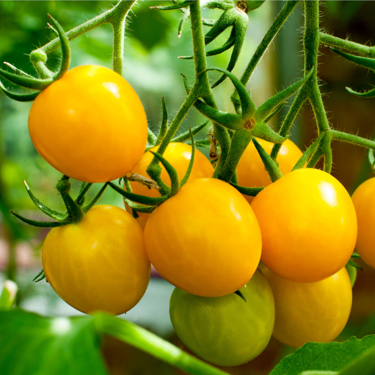 Gold Ball Tomato – Heirloom Vegetable Seeds